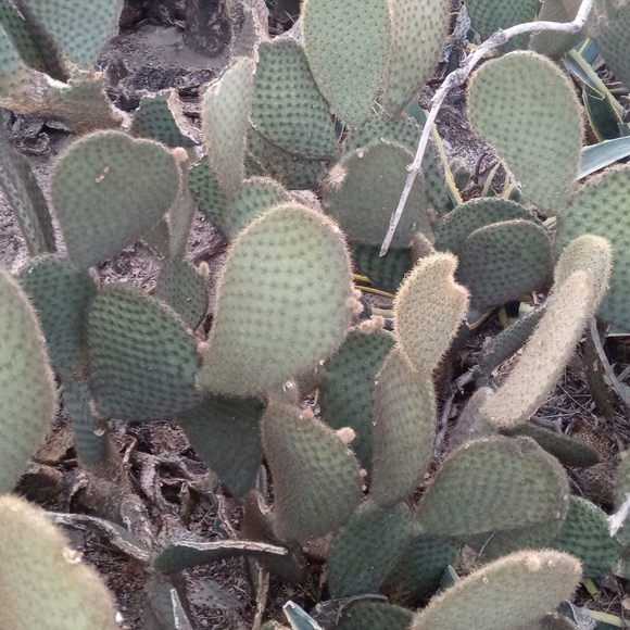 Prickly Pear pad - Picture 5 of 7